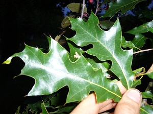 quercus x Hawkinsiae (q.rubra x q.velutina)